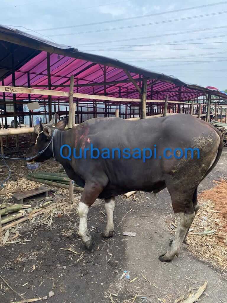 Jual Sapi Bali Untuk Qurban di Jakarta - Jual Sapi Qurban