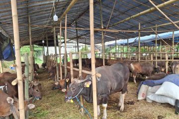 Penjual Sapi Qurban Sesuai Syariat