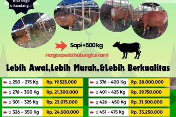 Harga Sapi Kurban 2025, Sapi Promo Mulai dari 15 Jutaan