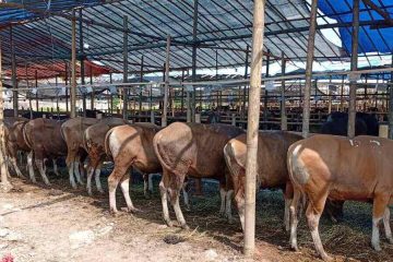 cara memilih sapi qurban terbaik