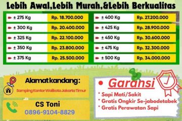 harga sapi qurban Jakarta