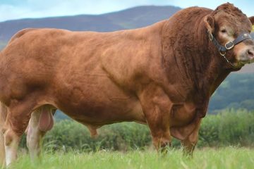 Jual Sapi Limosin untuk Qurban